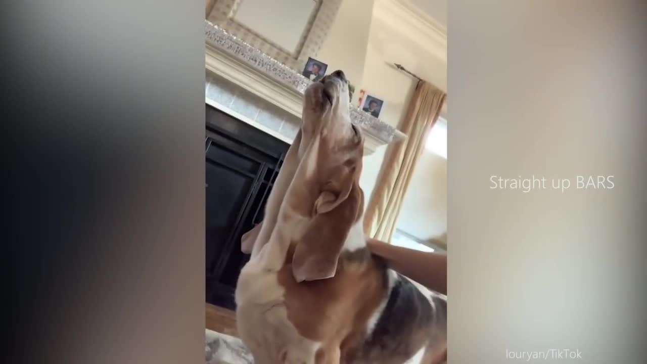 Funny TikTok Pets For You Because You Deserve A Laugh 😍