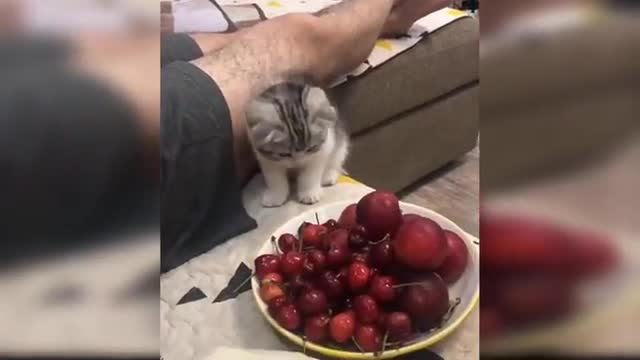 Baby Cats - Cute and Funny Baby Cat Videos Compilation