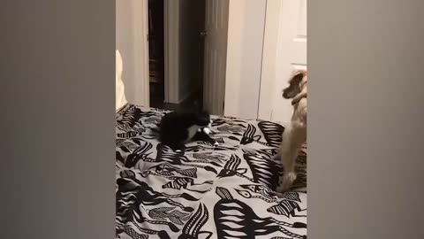 Funny animals video