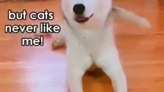 Dog Training Tips dog funny animals trainingdogs shorts ##2022