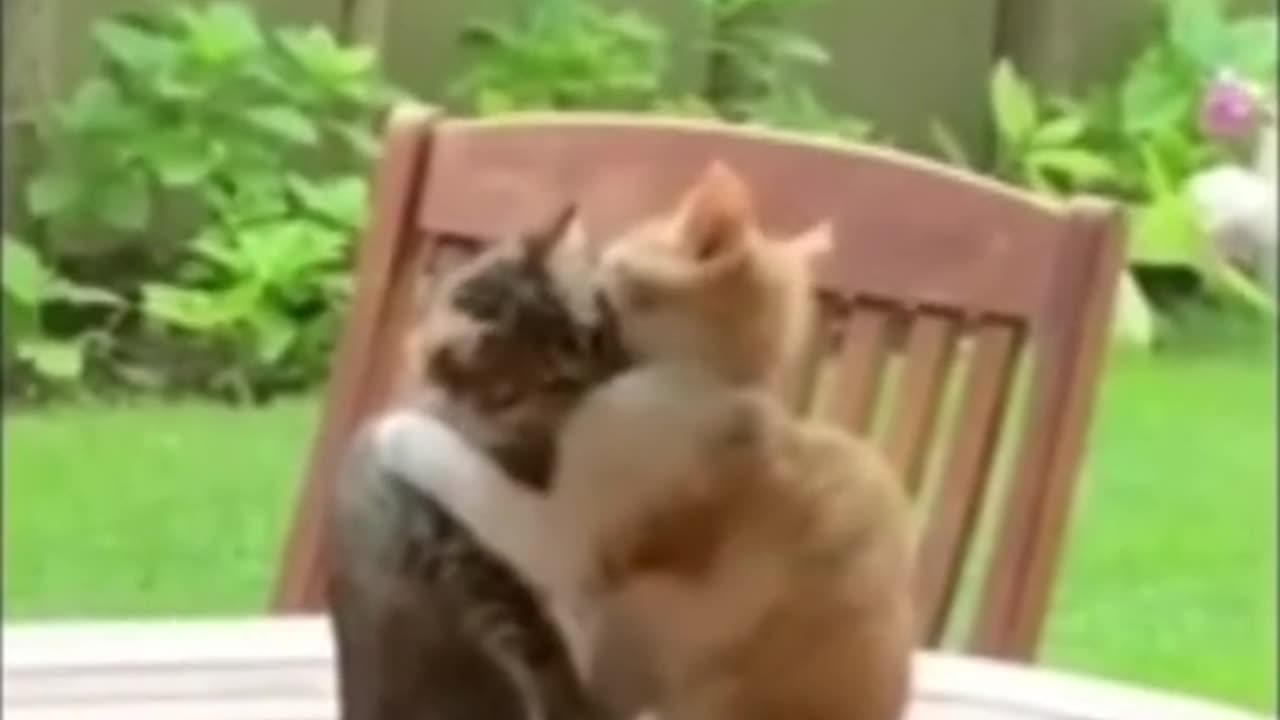 cute cats 2