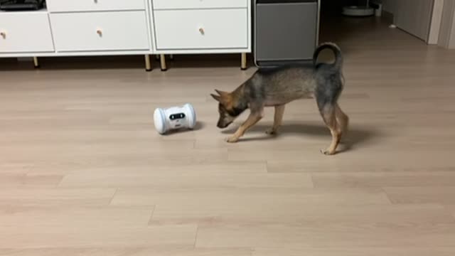 Puppy play with fitness pet machine