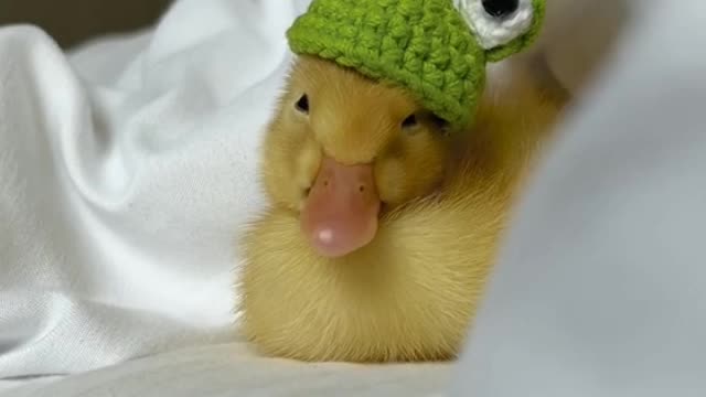 The pet duck is sleepy and his hat is falling off