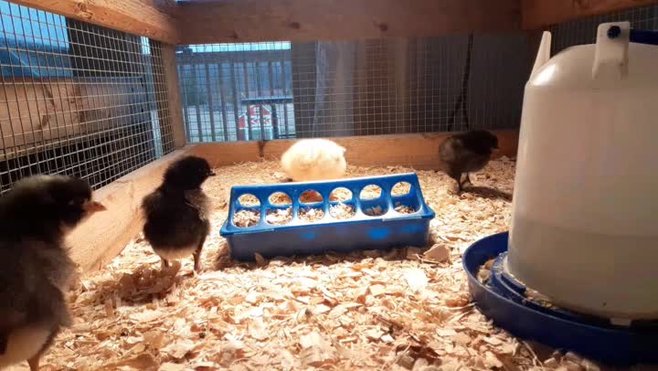 Baby Chickens Day # 04