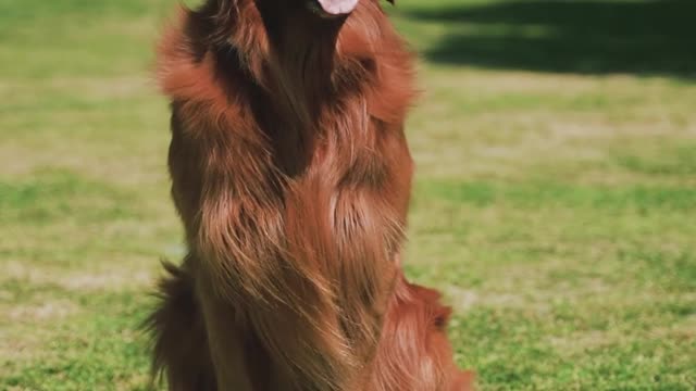 Retriever Dog is Sitting on the Grass in the Park