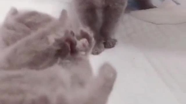 The gray kitten at the full moon is very cute, do you like it