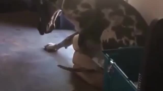 The Great Dane is confused how his bed Is falling Short