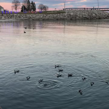 Entertaining Bufflehead ducks swim in Lake Ontario