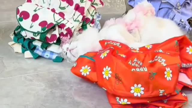 Xiaohua cat loves to clean and pay attention to hygiene