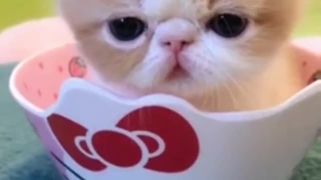 cute little kitten in a heloo kitty mug