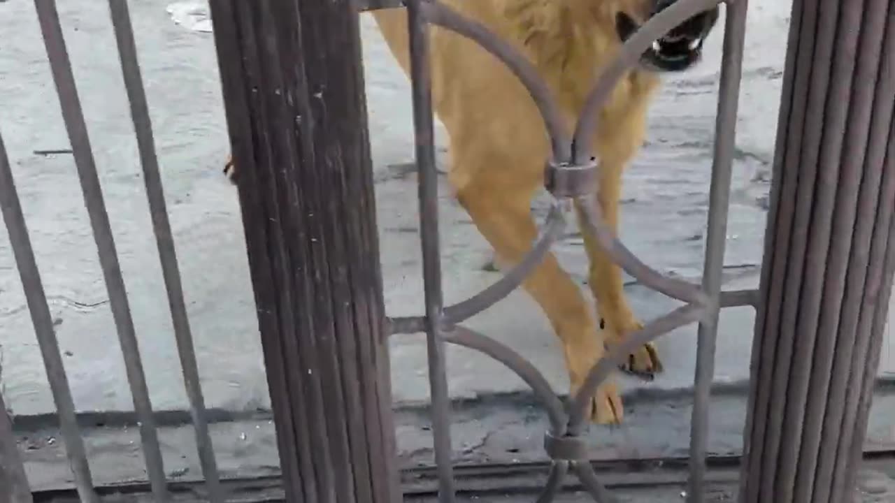 Dog Acts Differently On The Other Side