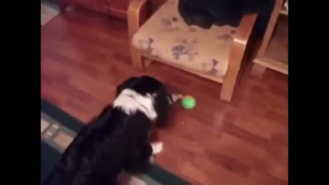 Dogs Playing with Squeaky Toys