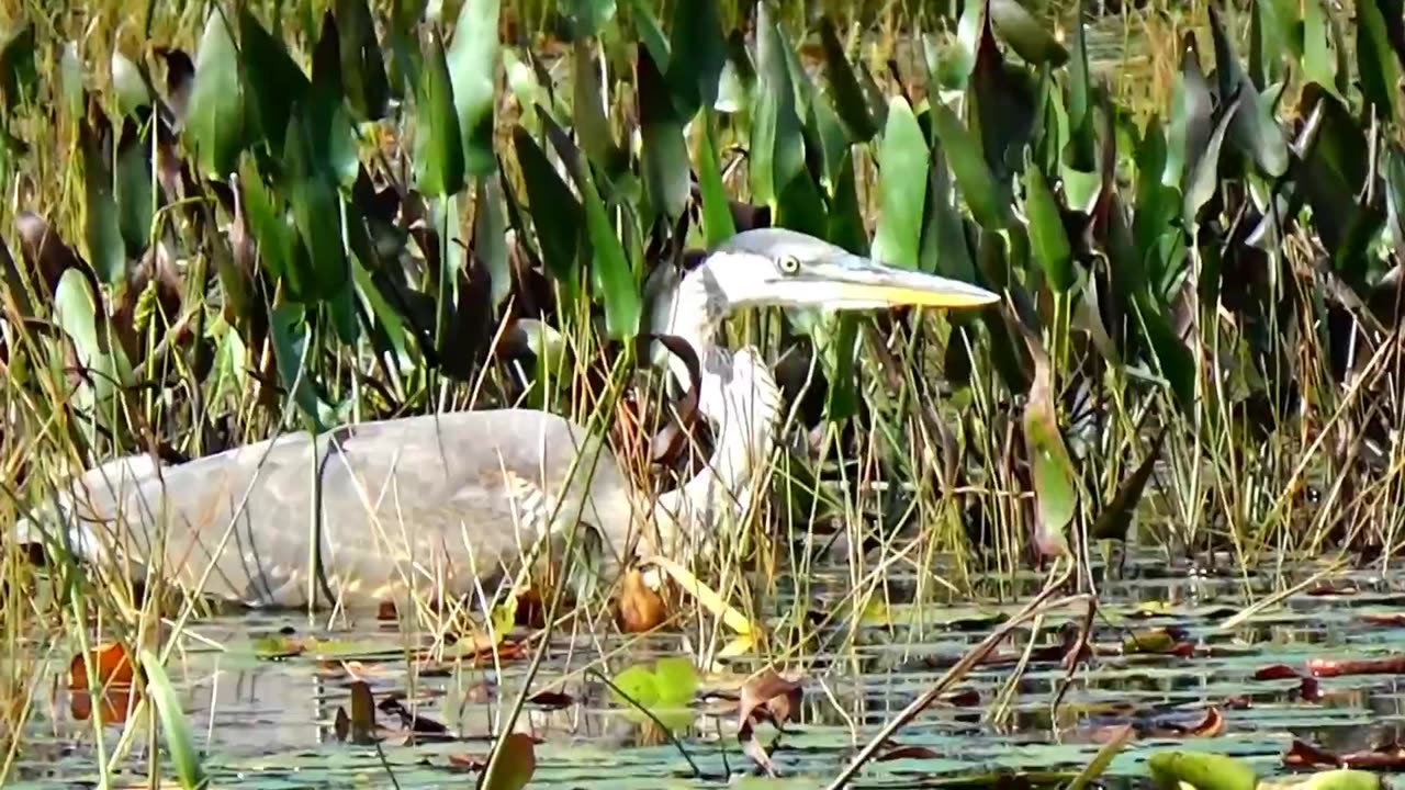 Great Blue Heron