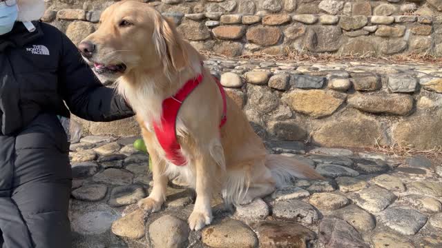 Retriever tired from taking a walk