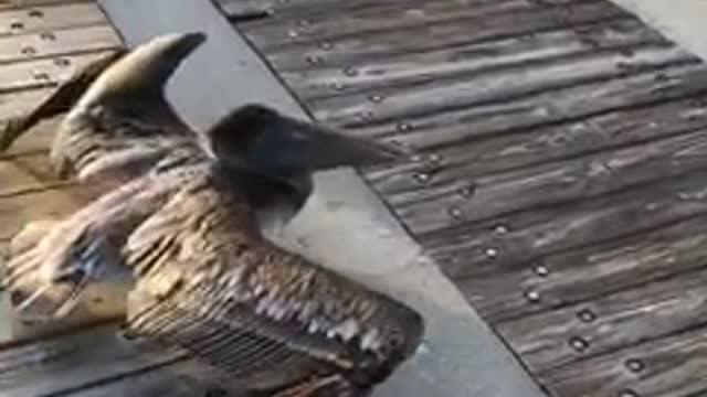 Seagull flies into a gate