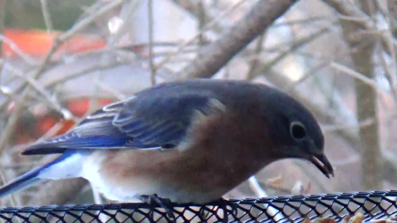 Bluebird