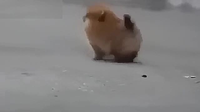 Dog skating in the snow