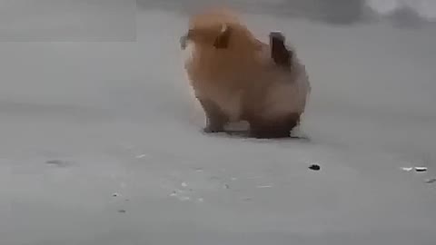 Dog skating in the snow