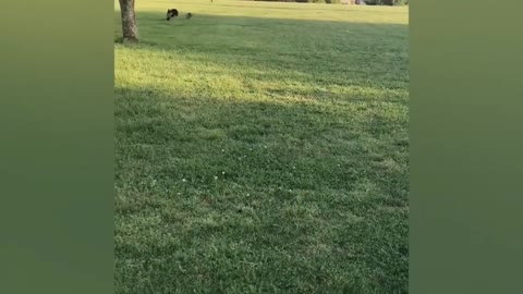In the morning my pet was playing