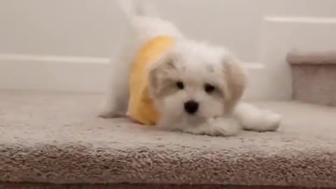 puppy afraid to go down stairs