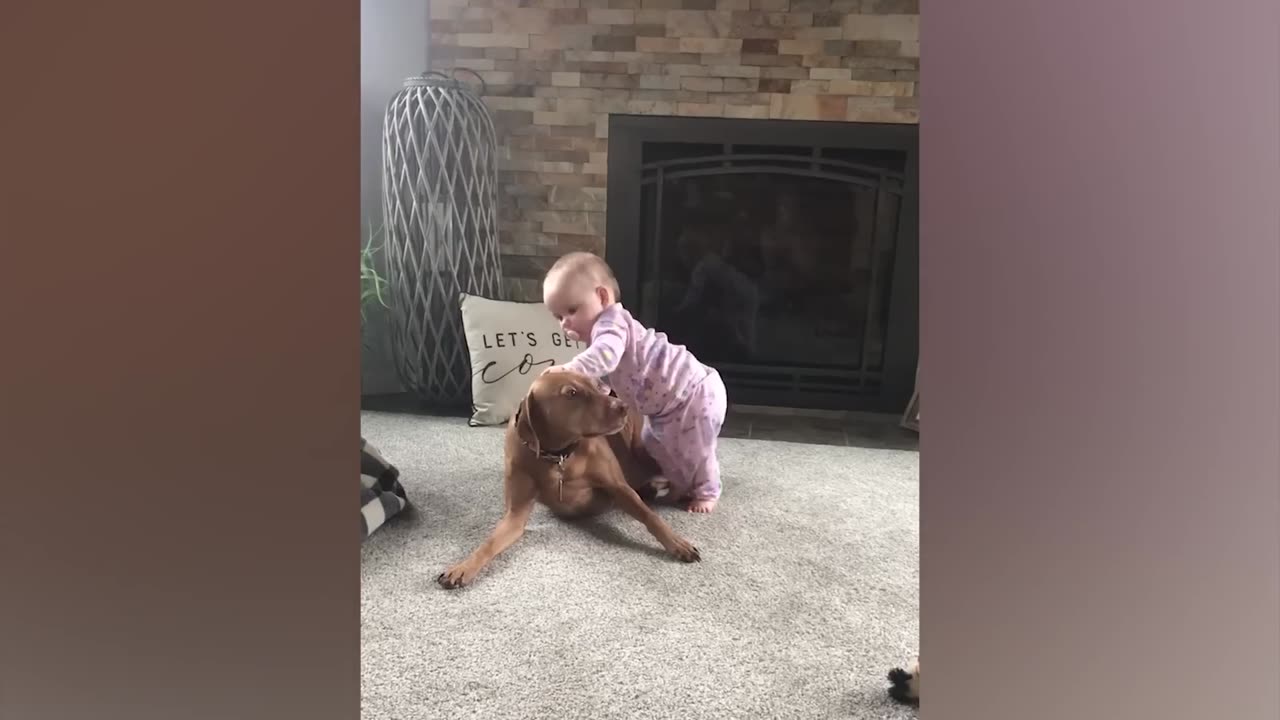 Funny Babies Playing with Dogs Compilation