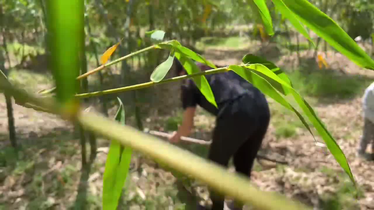 The lush bamboo groves remember the first time she went digging bamboo shoots with her brother