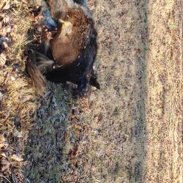 New Gypsy Colt Quiggly After Arrival From Utah - Rolling Rolling Rolling!