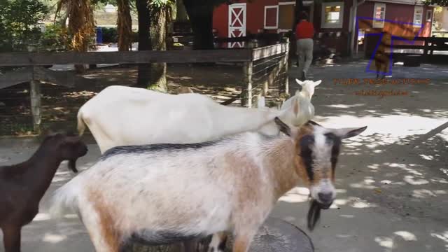 KIDS vs ZOO ANIMALS - TRY NOT TO LAUGH