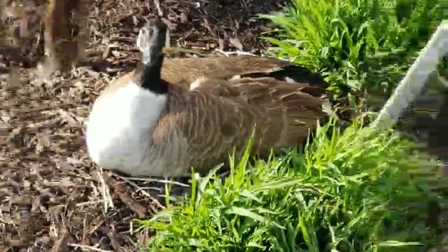 Cut duck