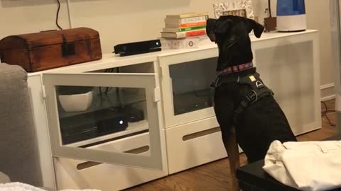 Doberman sits in front of tv to watch favorite show