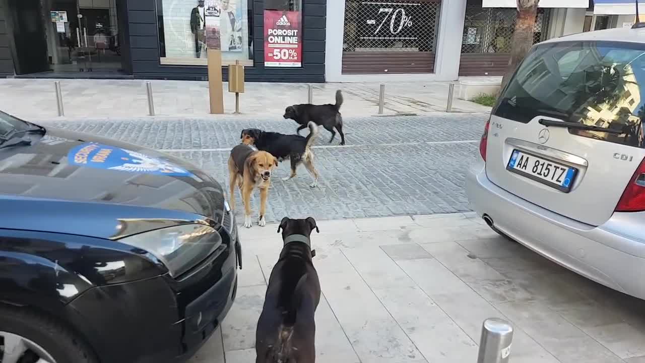 Pitbull vs street dog fight (loyal pitbull)protects owner from angry street dogs zombie apssion