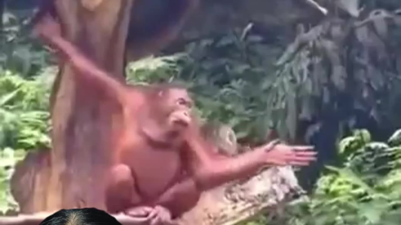 Funny Orang Utans