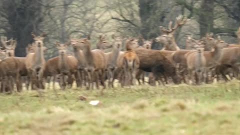 It is a sweet time to have many deer at once ❤️ - satisfying69