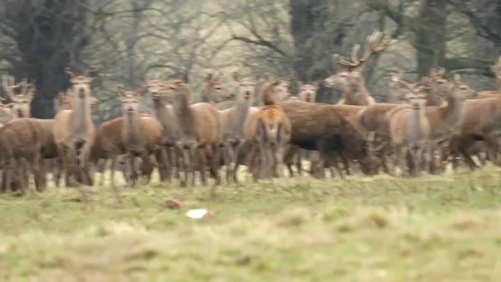 It is a sweet time to have many deer at once ❤️ - satisfying69