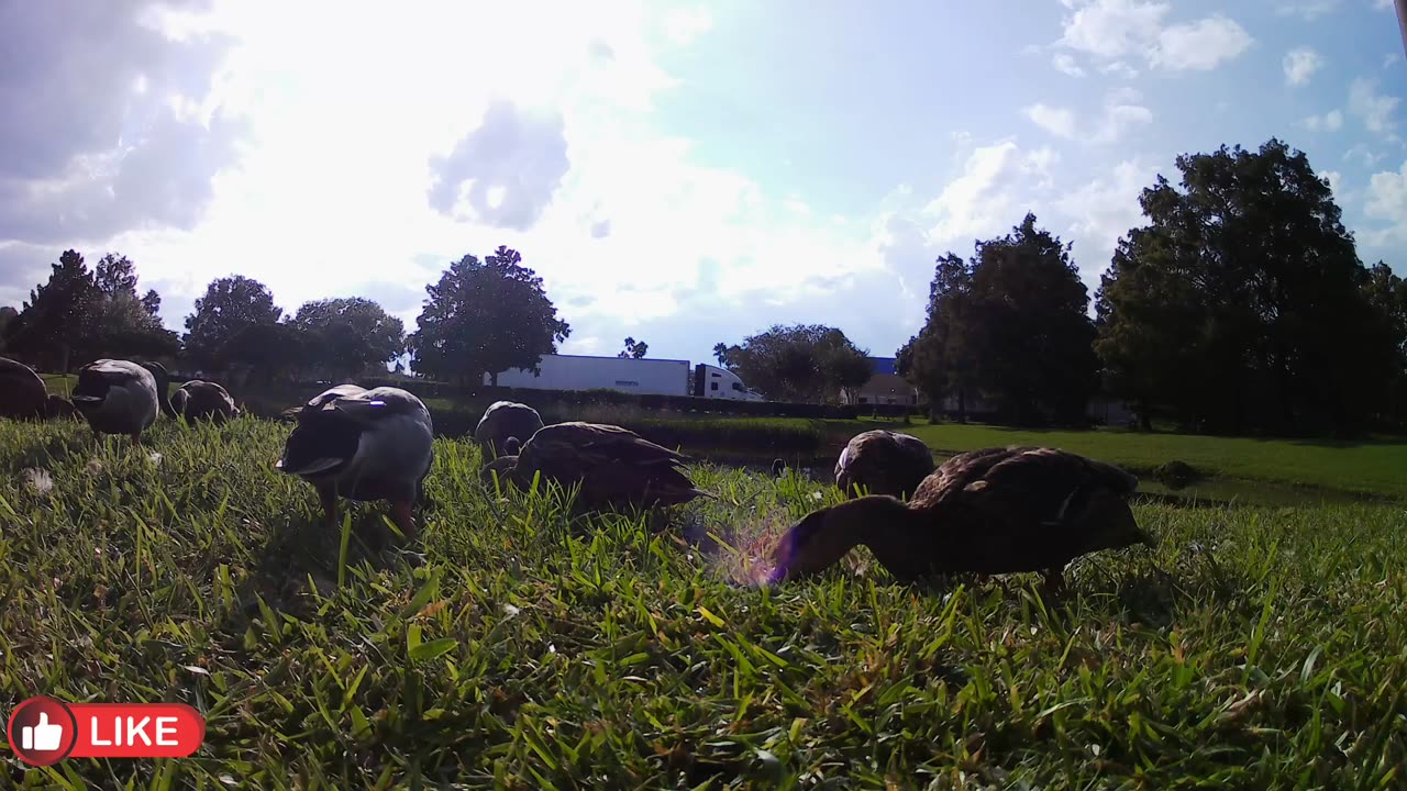 Otro día más con estas joyitas los patitos cacheteros.