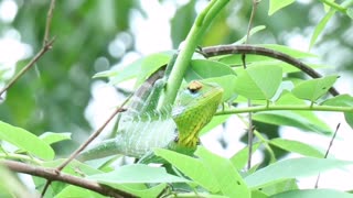 Close-up View Of An Iguana On A Tree