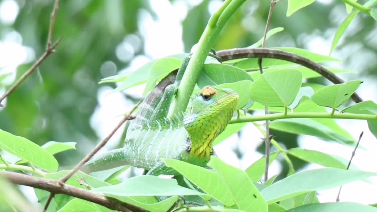 Close-up View Of An Iguana On A Tree