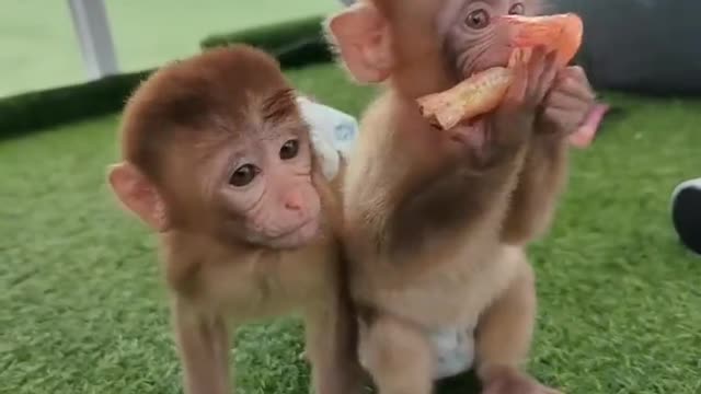 Cute little monkey eating delicious food