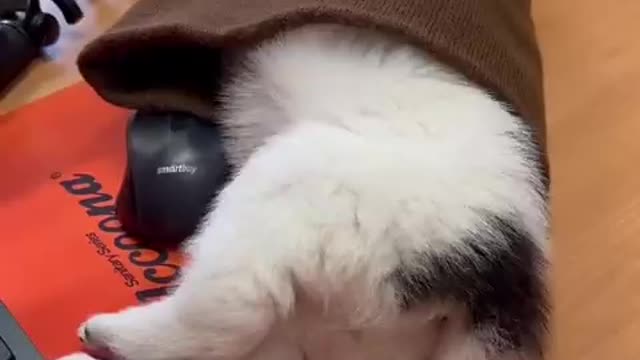 Took a puppy to work