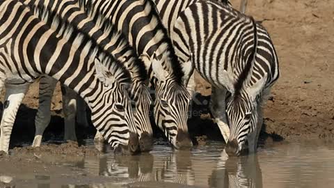 Zabras Drinking Water in Lake I Full HD VIDEOS