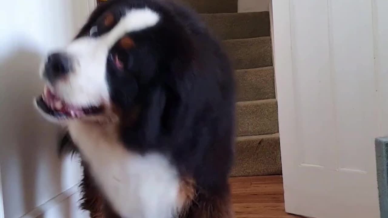 Huge Bernese Mountain Dog loves to use his paws