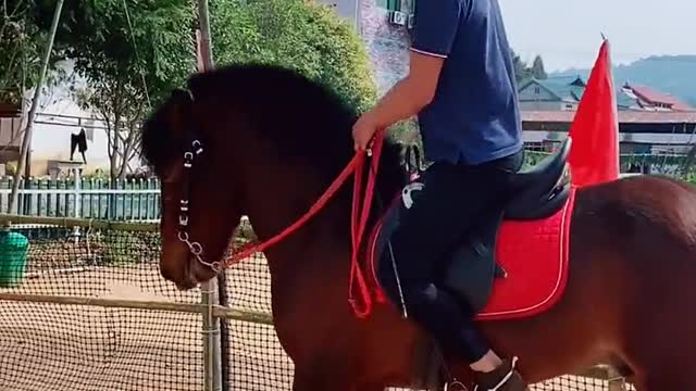 Horse training n