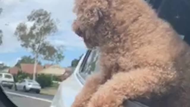 Curly hair brown dog hanging out of car biting wind