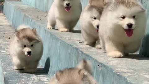 "Oops! Who Let the Paws Slip? 🐕💨😂"