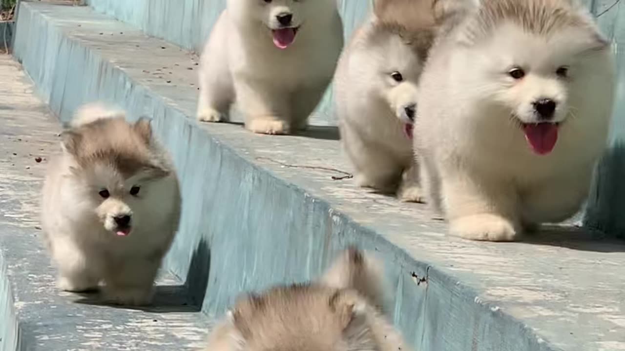 "Oops! Who Let the Paws Slip? 🐕💨😂"