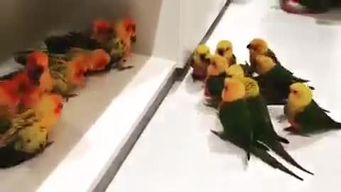 Watch a gentle quarrel between birds ❤