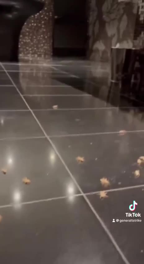 MAGGOTS RELEASED ON THE ISRAELI PM NETANYAHU’S table