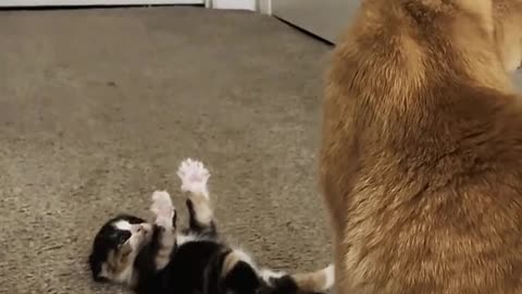 The Cutest Cat Moments Captured on Camera