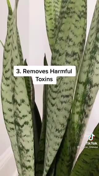 Consider having snake plant in the house