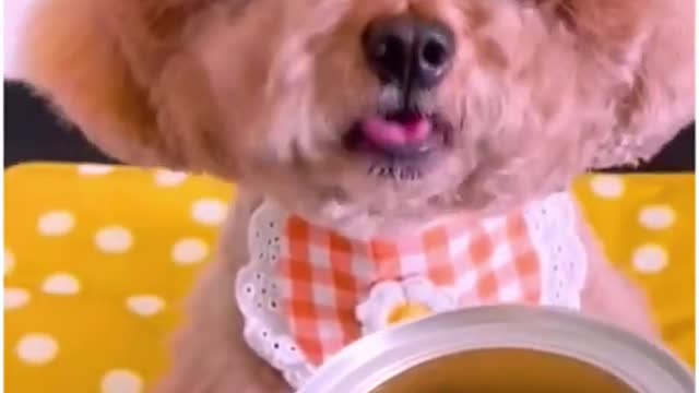 Cute Dog Eating